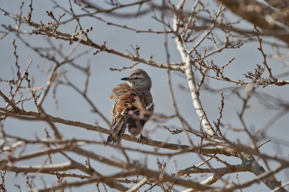 Villa Cañás: Nueva jornada de observación de aves en el Balneario Villa Cañás: Nueva jornada de observación de aves en el Balneario