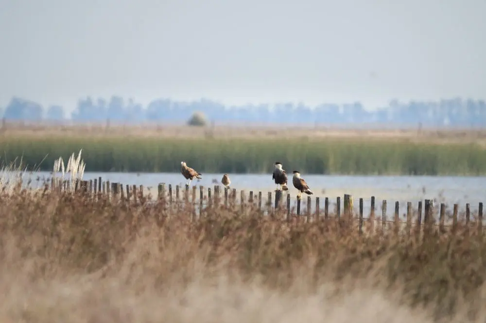 Villa Cañás: Nueva jornada de observación de aves en el Balneario Villa Cañás: Nueva jornada de observación de aves en el Balneario