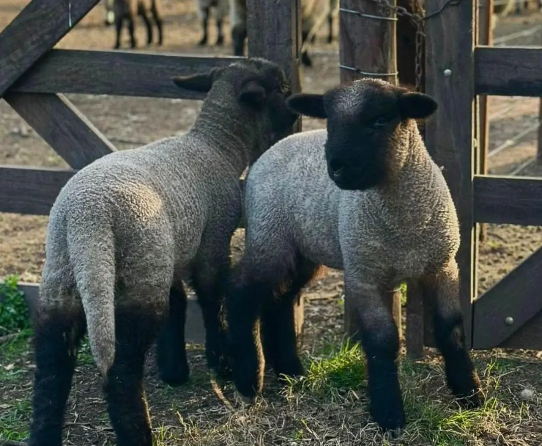 Innovación y pasión en la cría de Hampshire Down en San José de la Esquina Innovación y pasión en la cría de Hampshire Down en San José de la Esquina