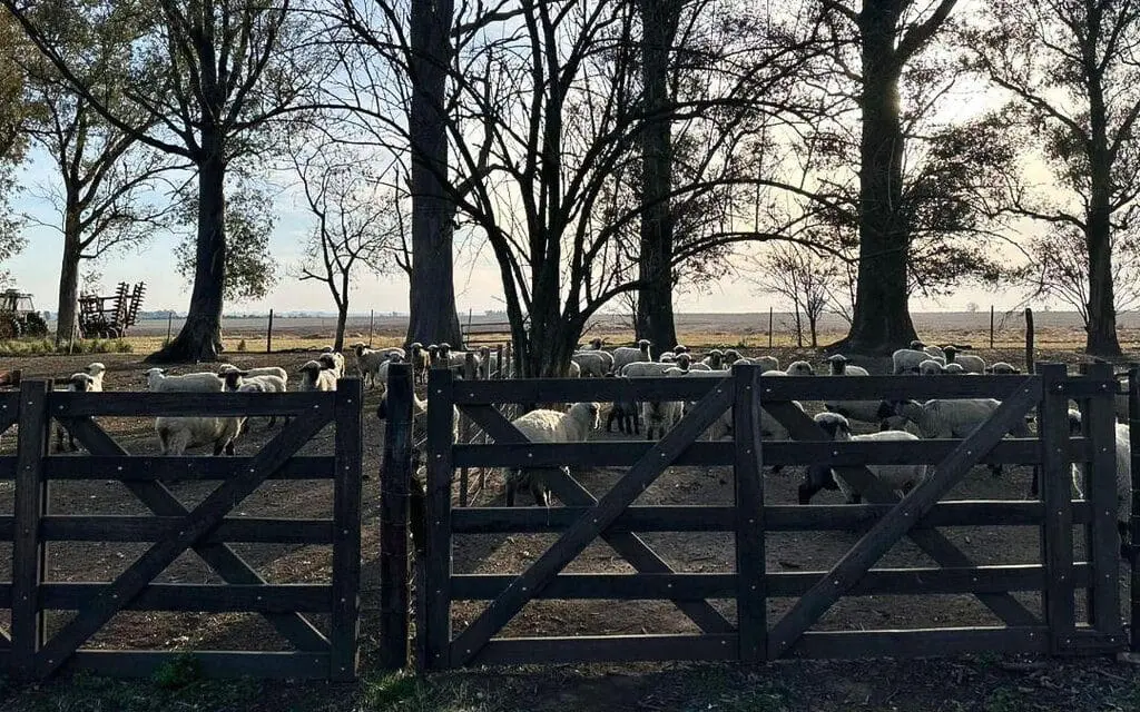 Innovación y pasión en la cría de Hampshire Down en San José de la Esquina