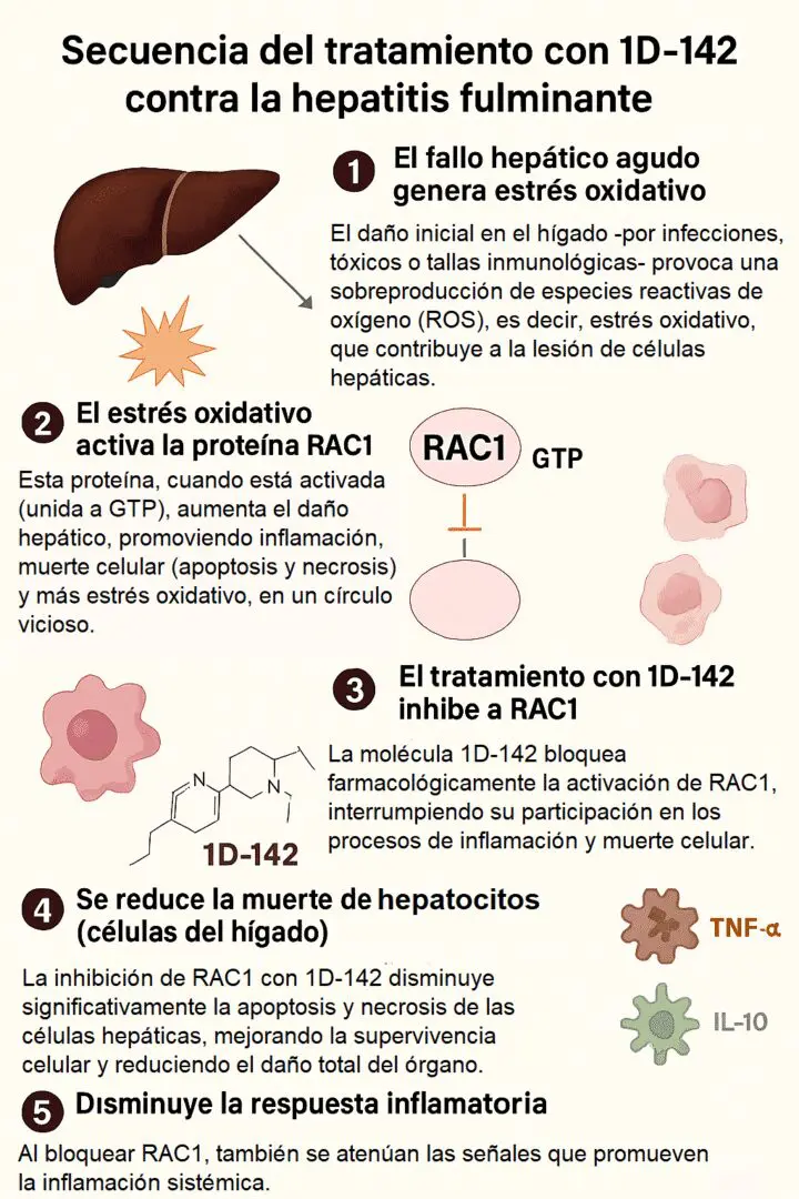 Descubren en Argentina una molécula que protege el hígado ante la hepatitis fulminante