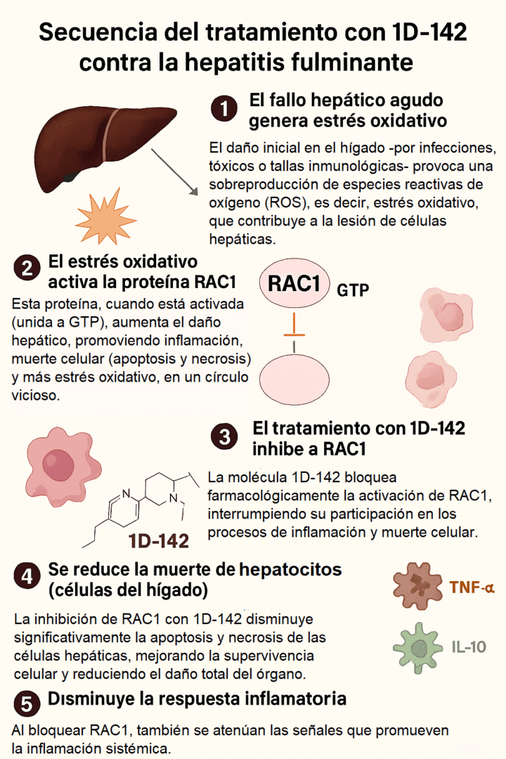 Descubren en Argentina una molécula que protege el hígado ante la hepatitis fulminante