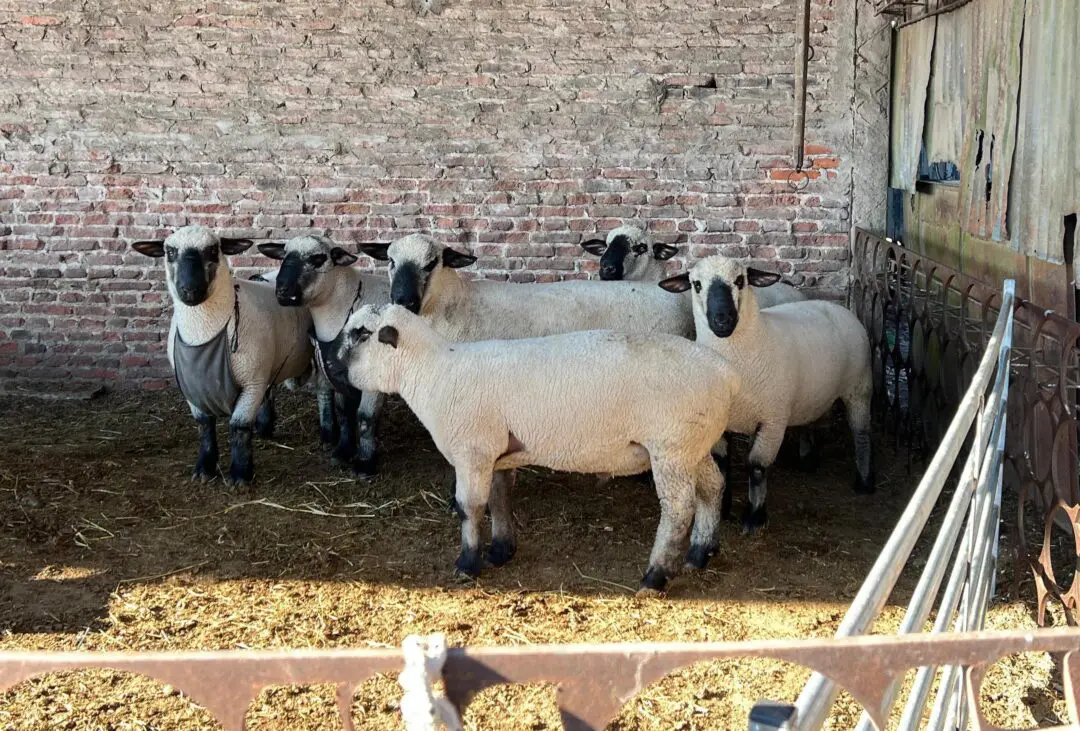 Carmen: Cabaña La Callejera ejemplo de producción ovina Carmen: Cabaña La Callejera ejemplo de producción ovina