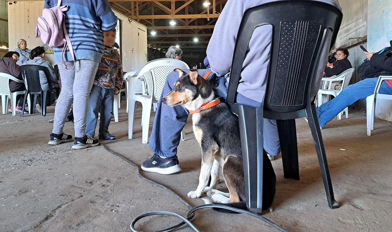 Villa Cañás: Sexta jornada gratuita de castraciones