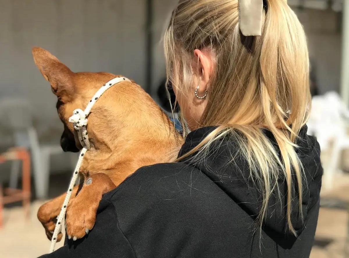 Santa Isabel: La Asociación Proteccionistas Isabelenses y la Comuna realizaron 50 intervenciones entre sociales y con costo reducido