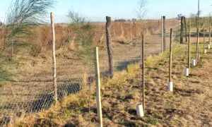 Villa Cañás: Donaron 95 árboles para el Refugio Canino