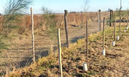 Villa Cañás: Donaron 95 árboles para el Refugio Canino