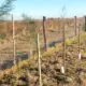 Villa Cañás: Donaron 95 árboles para el Refugio Canino