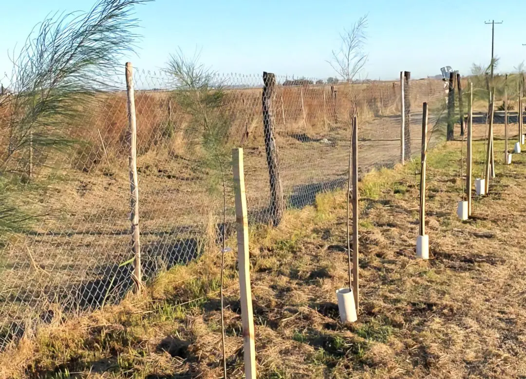 Villa Cañás: Donaron 95 árboles para el Refugio Canino