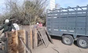Triquinosis: Retiraron 18 cerdos de un criadero de Ibarlucea