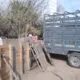 Triquinosis: Retiraron 18 cerdos de un criadero de Ibarlucea