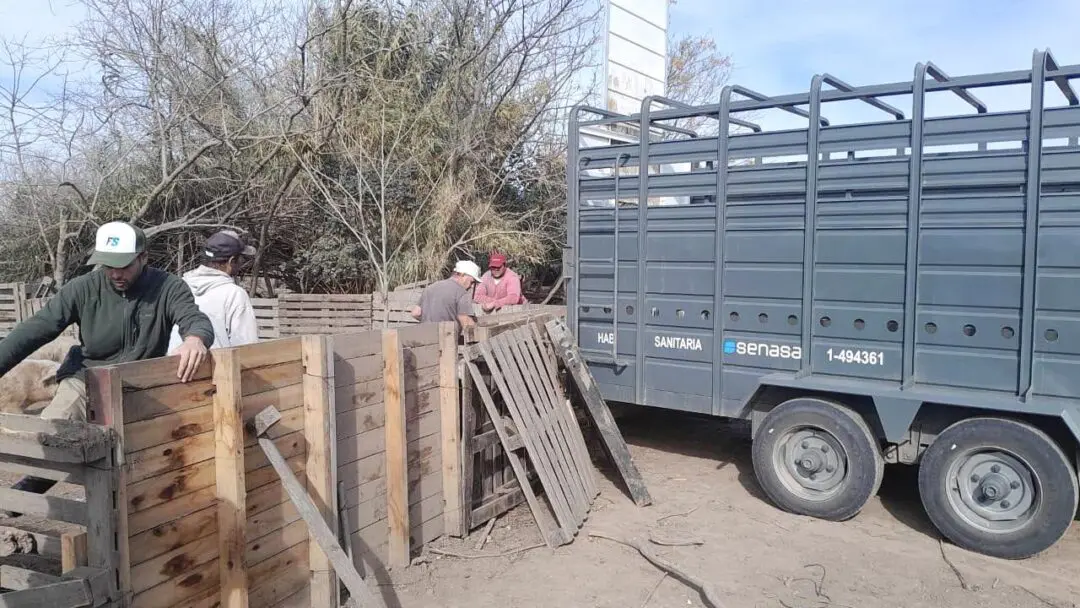 Triquinosis: Retiraron 18 cerdos de un criadero de Ibarlucea
