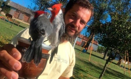 Urdinarrain: Joni, el encantador de cardenales