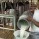 Venado Tuerto: El municipio y la Cooperativa La Taba ofrecerán leche entre 35 y 38 pesos el litro