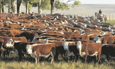 Amplían las exportaciones de carne bovina a China