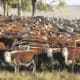 Amplían las exportaciones de carne bovina a China