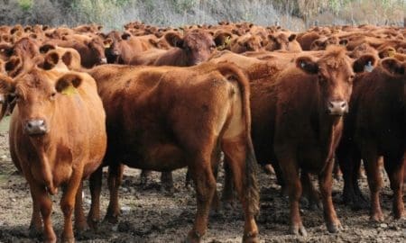 Uno a uno, cómo es el nuevo acuerdo para exportar a Europa