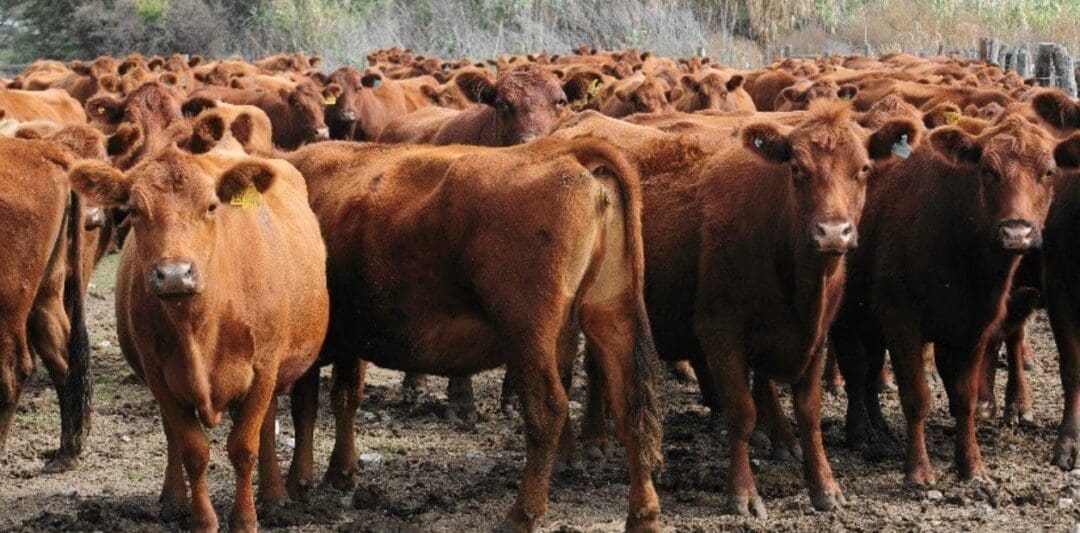Uno a uno, cómo es el nuevo acuerdo para exportar a Europa