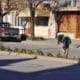 Villa Cañás: Trabajos del día Obras y Servicios