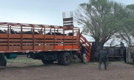 Villa Cañás: Por disputa entre vecinos secuestraron 25 vacunos