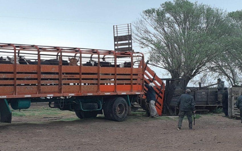 Villa Cañás: Por disputa entre vecinos secuestraron 25 vacunos