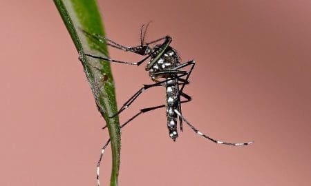 Anunciaron que está lista una vacuna tetravalente contra el Dengue