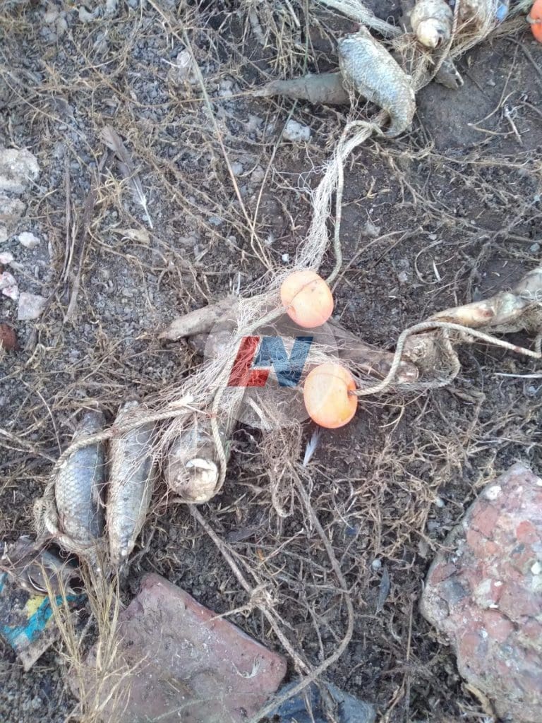 Villa Cañás: Encuentran más de un centenar de peces muertos en las cercanías del Balneario