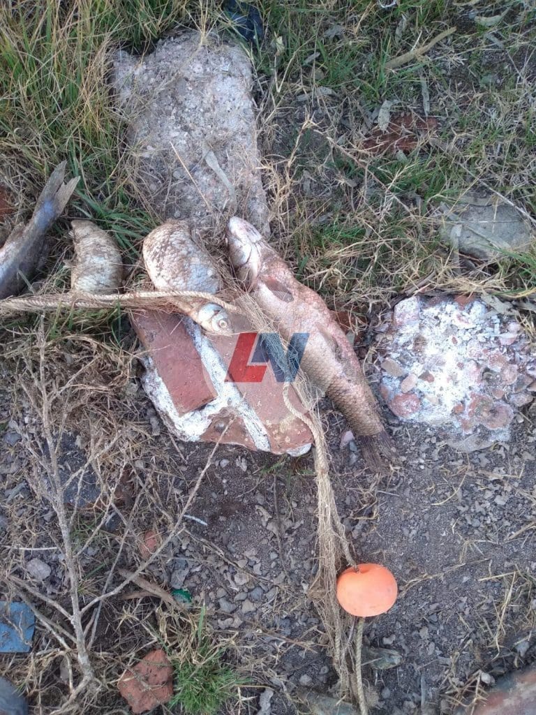 Villa Cañás: Encuentran más de un centenar de peces muertos en las cercanías del Balneario Villa Cañás: Encuentran más de un centenar de peces muertos en las cercanías del Balneario