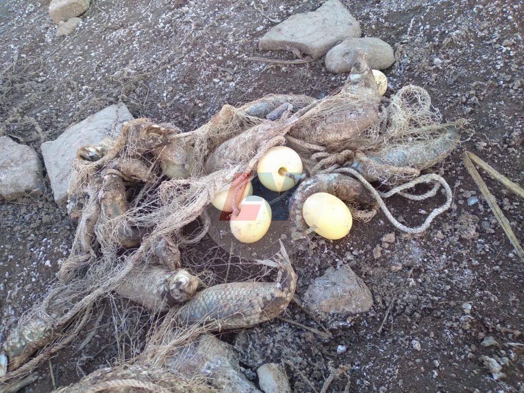Villa Cañás: Encuentran más de un centenar de peces muertos en las cercanías del Balneario