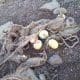 Villa Cañás: Encuentran más de un centenar de peces muertos en las cercanías del Balneario