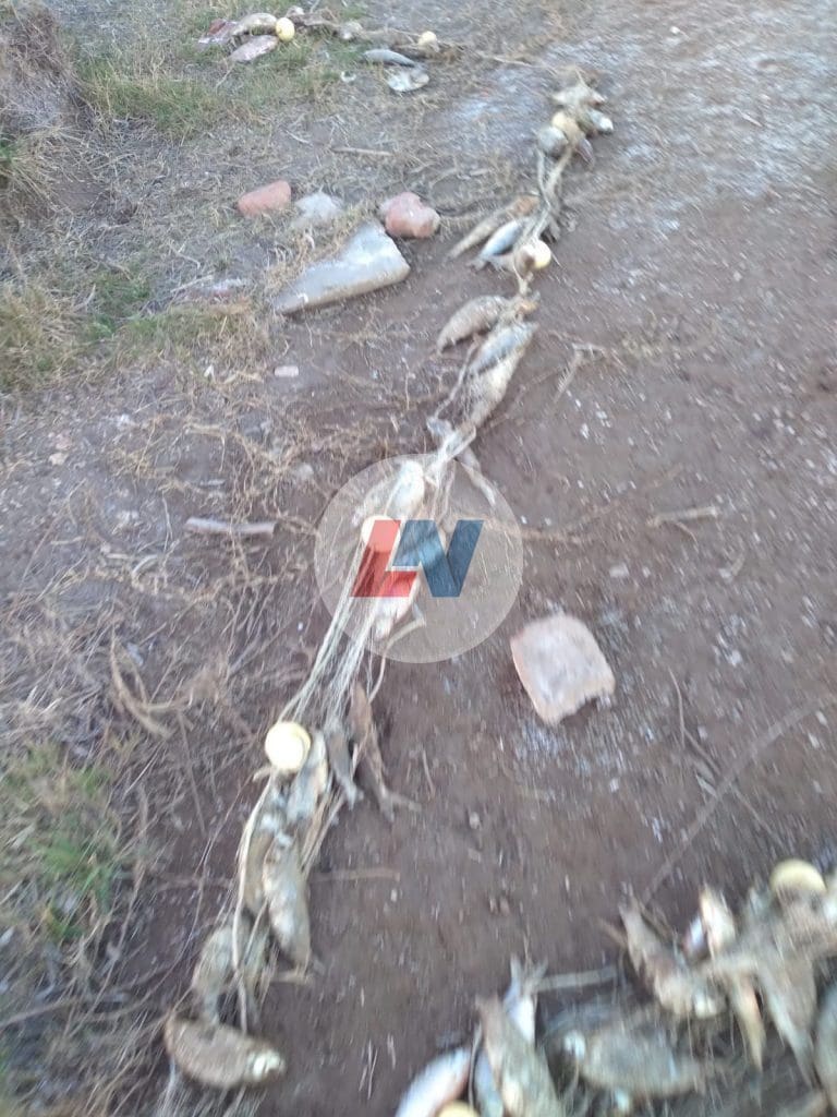 Villa Cañás: Encuentran más de un centenar de peces muertos en las cercanías del Balneario
