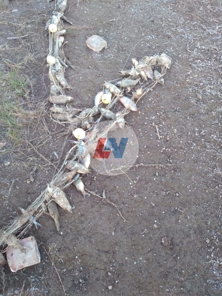 Villa Cañás: Encuentran más de un centenar de peces muertos en las cercanías del Balneario