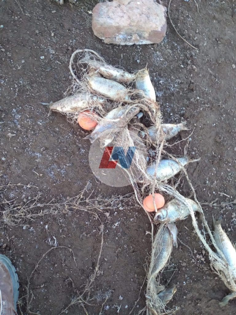 Villa Cañás: Encuentran más de un centenar de peces muertos en las cercanías del Balneario