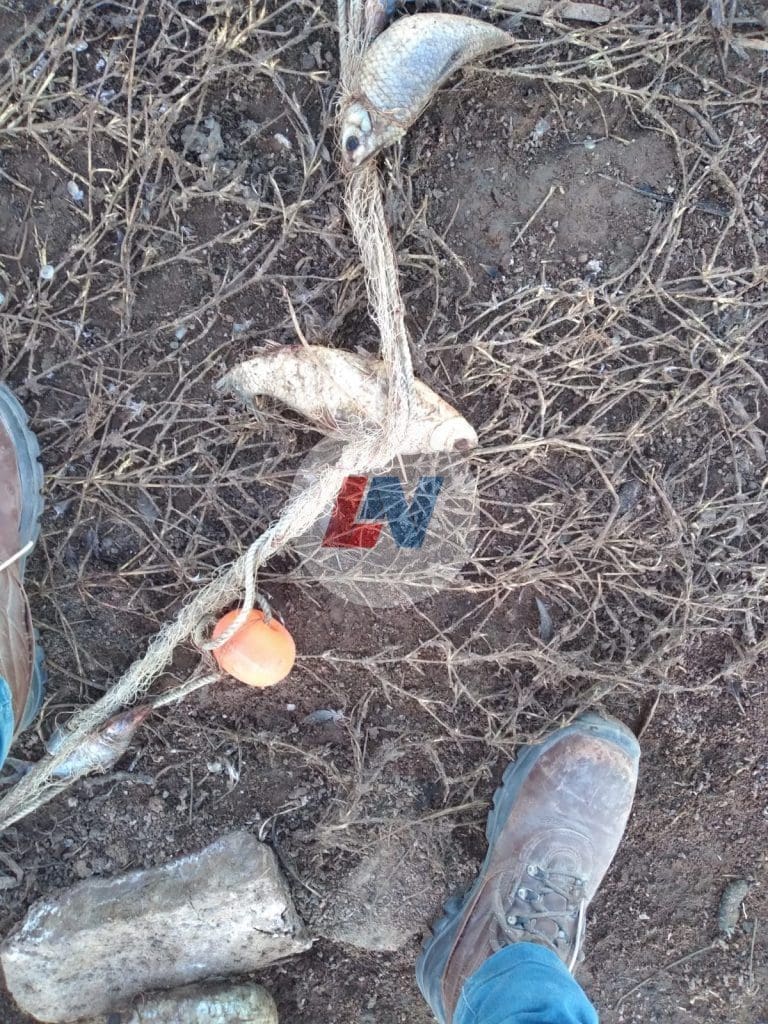 Villa Cañás: Encuentran más de un centenar de peces muertos en las cercanías del Balneario