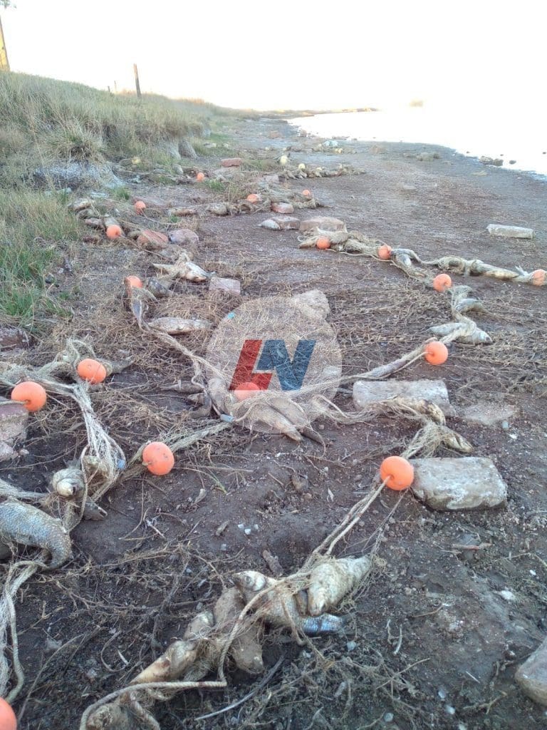Villa Cañás: Encuentran más de un centenar de peces muertos en las cercanías del Balneario