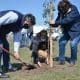 Venado Tuerto: El gobierno municipal y el Rotary Club plantaron cien árboles en Plaza "Papa Francisco"
