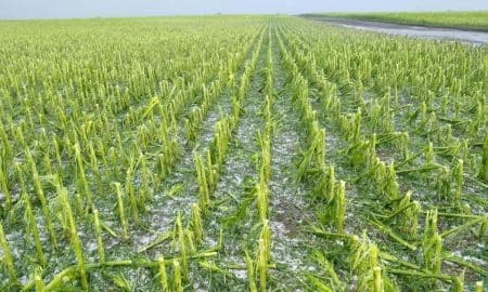 Villa Cañás: Convocatoria a productores agropecuarios afectados por el granizo
