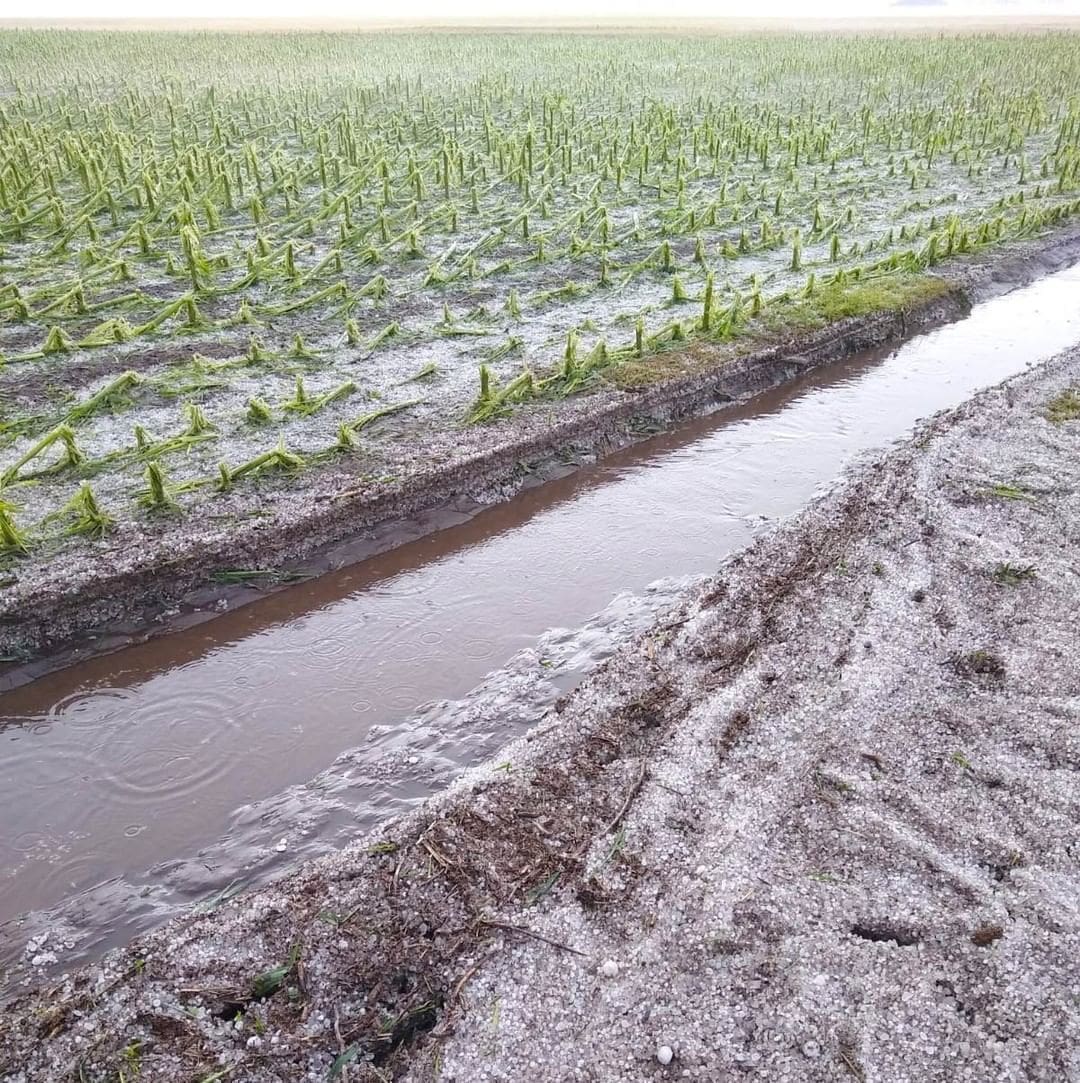 Georgina Orciani solicitó la emergencia agropecuaria para General López y Caseros