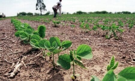 China aprobó la importación de soja tolerante a la sequía desarrollada en Argentina