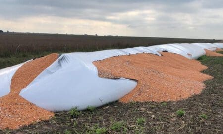 Teodelina: Robaron más de 500.000 pesos en soja