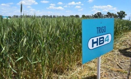 EEUU aprobó el trigo transgénico tolerante a la sequía que desarrolló una empresa rosarina