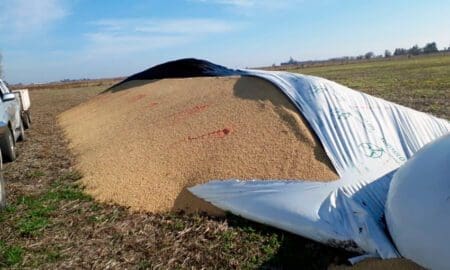 Ahora en Santa Isabel: Rompen silobolsa y se llevan 1500 kilos de soja