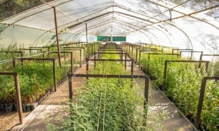 En busca del primer vivero público departamental