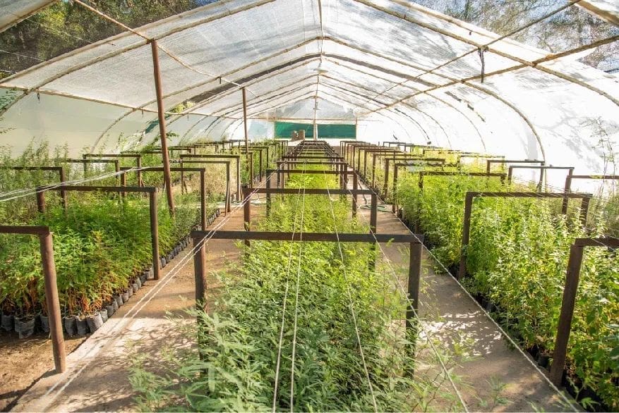 En busca del primer vivero público departamental
