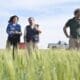 Trigo: Clara García pidió la Emergencia Agropecuaria frente a la sequía