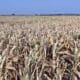 Sequía: Enrico informó que la provincia decidió prorrogar la asistencia a los productores afectados