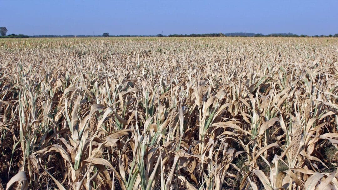 Sequía: Enrico informó que la provincia decidió prorrogar la asistencia a los productores afectados