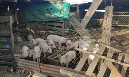 Triquinosis: La provincia brindó recomendaciones ante el aumento de casos