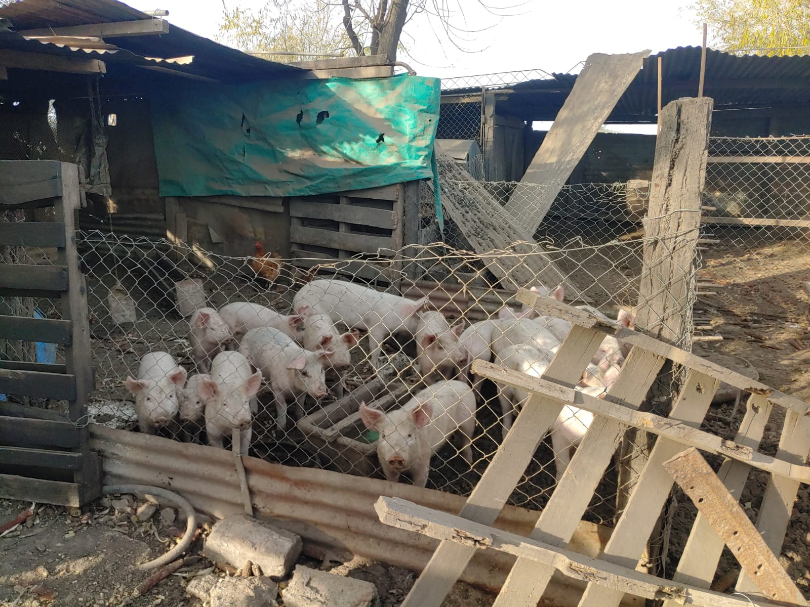 Triquinosis: La provincia brindó recomendaciones ante el aumento de casos