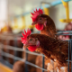 Gripe Aviar: Aclaran que no se transmite por consumir pollos ni huevos